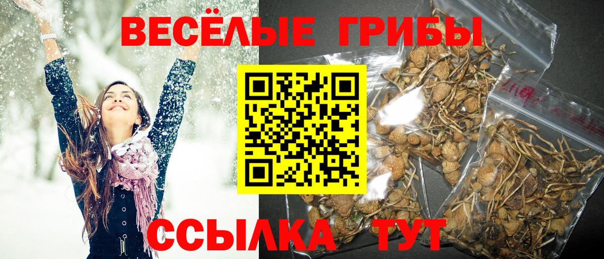 Галлюциногенные грибы Psilocybine cubensis Ярославль